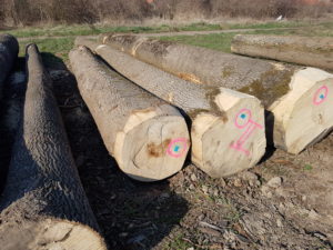 ash logs